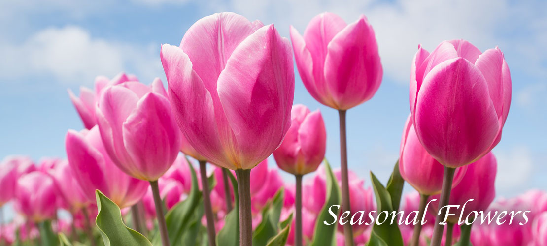 Interflora Florist CarrickonShannon, Ireland send flowers to